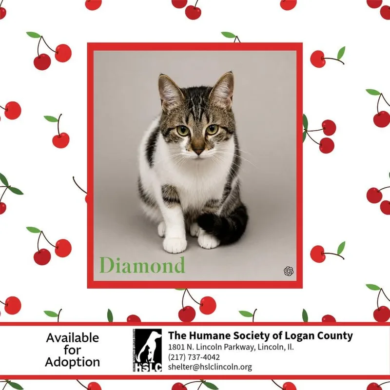 A young medium-sized female White Domestic Short Hair cat named Diamond for adoption in Lincoln, IL
