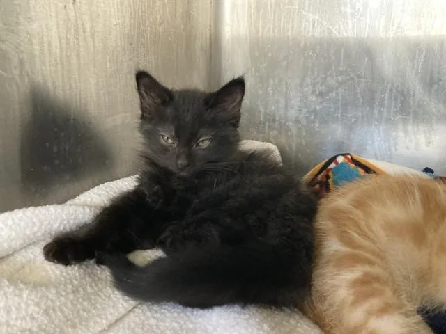 A baby small-sized male Domestic Medium Hair cat named Ember for adoption in Fremont, CA
