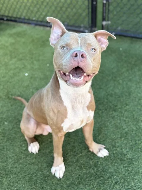A young large-sized male Mixed Breed dog named Buckey for adoption in Dallas, TX