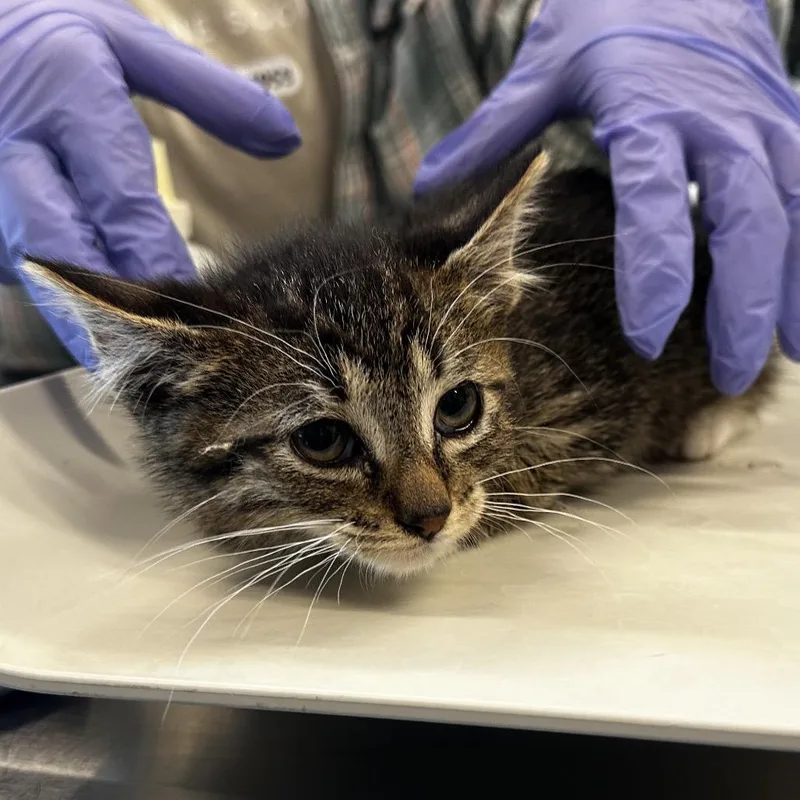 A baby small-sized male Brown / Chocolate Domestic Short Hair cat named Mittens for adoption in Hinsdale, IL