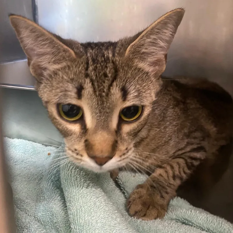 A baby medium-sized female Domestic Short Hair cat named Panini for adoption in Fall River, MA