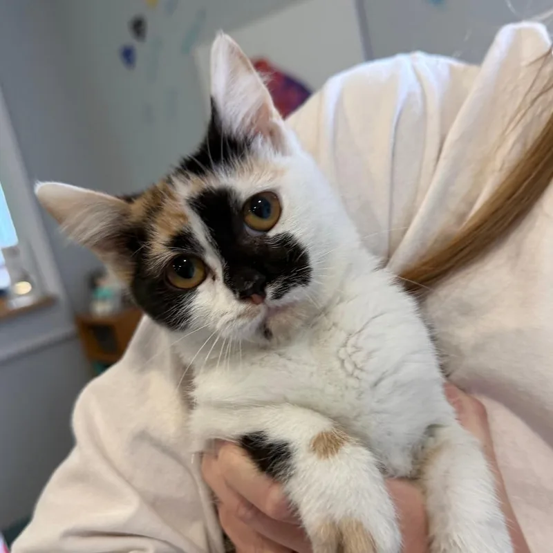 A baby small-sized female Domestic Short Hair cat named Martina for adoption in Marion, VA
