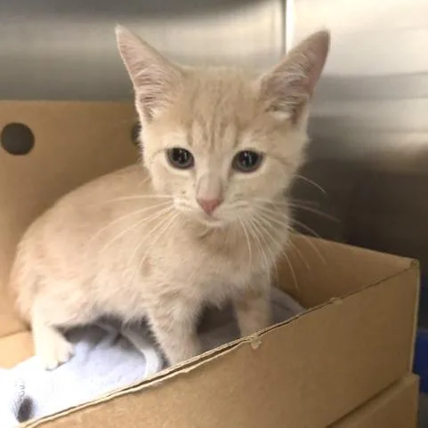 A baby small-sized female Buff / Tan / Fawn Domestic Short Hair cat named Pumpkin for adoption in Novelty, OH