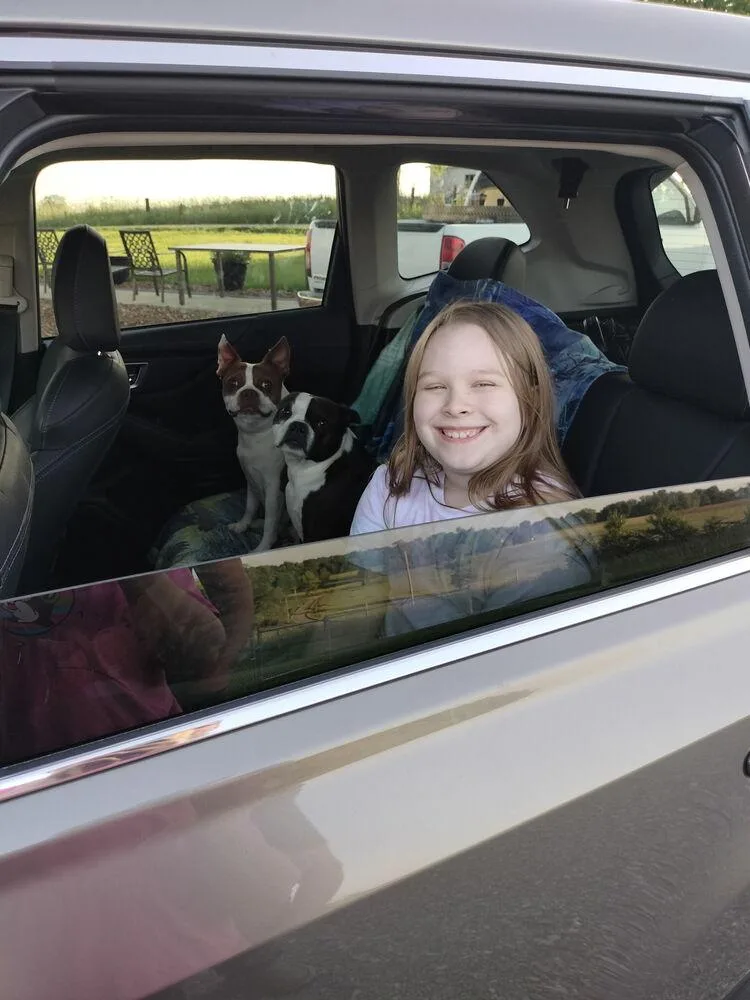 An adult small-sized male Tricolor (Brown, Black, & White) Boston Terrier dog named Hopper Brown Sparta  for adoption in Maryville, TN