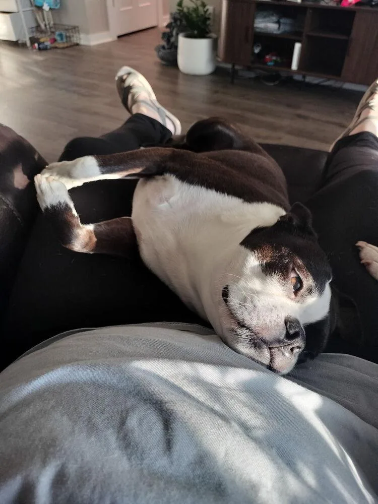 Hopper Brown Sparta  thumbnail 2