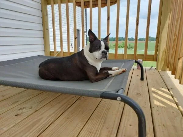 Hopper Brown Sparta  thumbnail 3