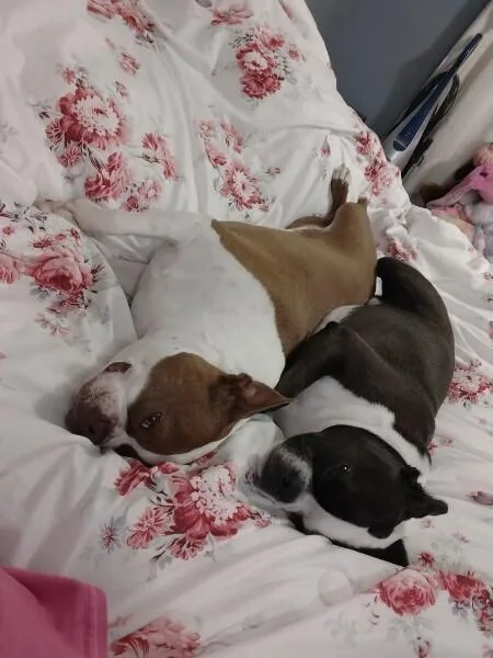 Hopper Brown Sparta  thumbnail 4