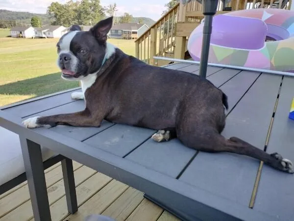 Hopper Brown Sparta  thumbnail 5