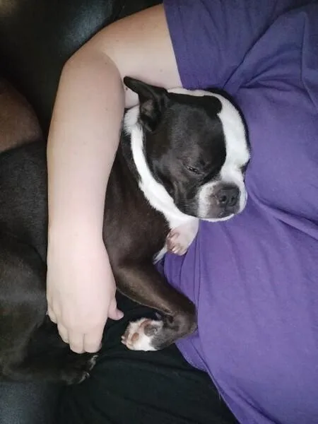 Hopper Brown Sparta  thumbnail 6