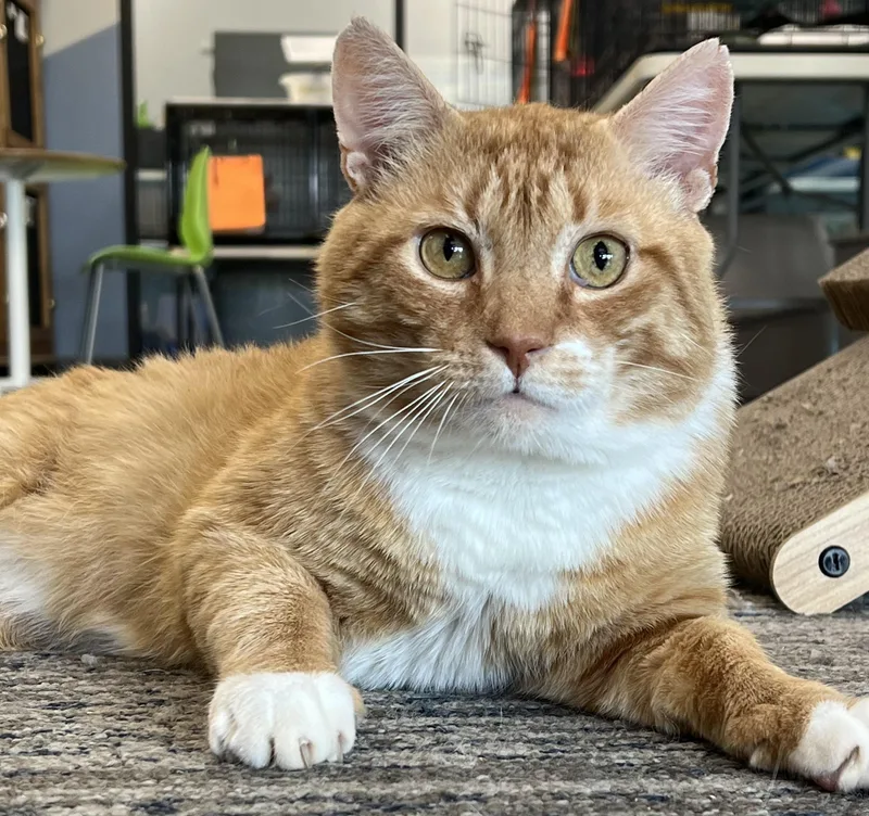 An adult large-sized male Tabby (Orange / Red) Domestic Short Hair cat named Wally for adoption in Johnston, RI