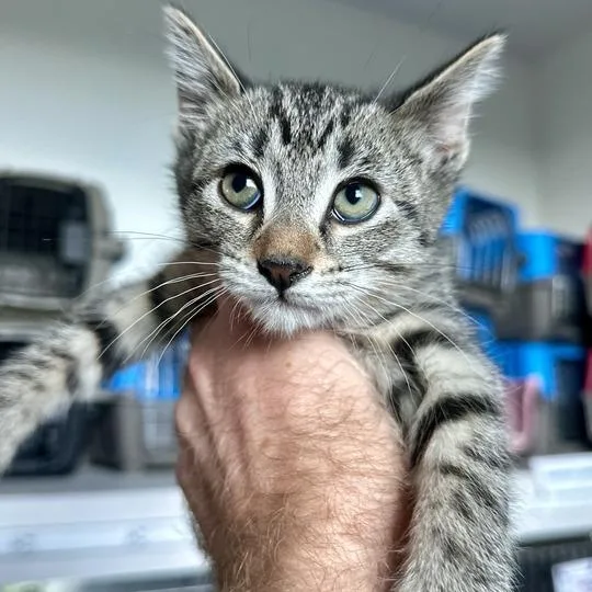 A baby small-sized female Brown / Chocolate Domestic Short Hair cat named Tito for adoption in Matteson, IL