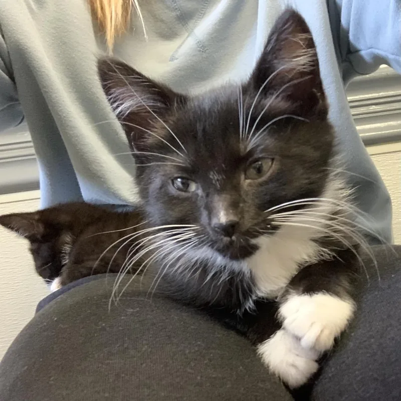 A baby small-sized male Black Domestic Short Hair cat named Dante And Delilah for adoption in Potomac, MD