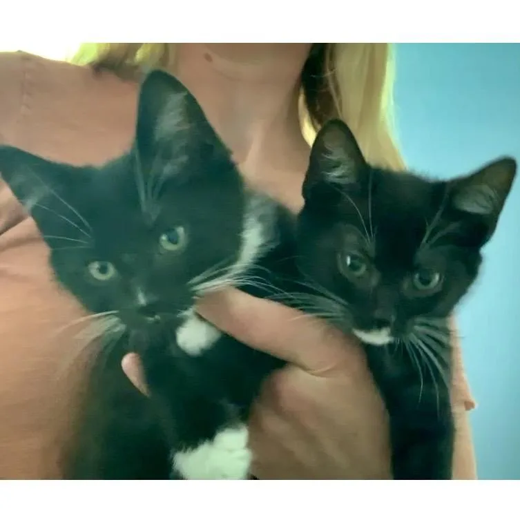 Dante And Delilah thumbnail 4