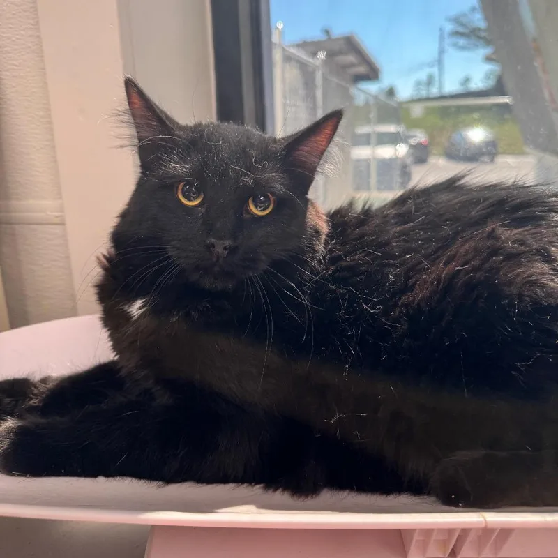 An adult large-sized male Black Domestic Long Hair cat named Jesse for adoption in Columbiana, AL