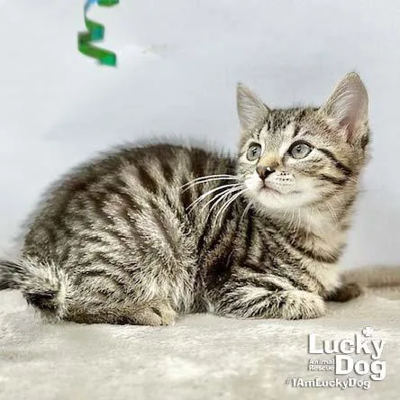 Lucas thumbnail 2