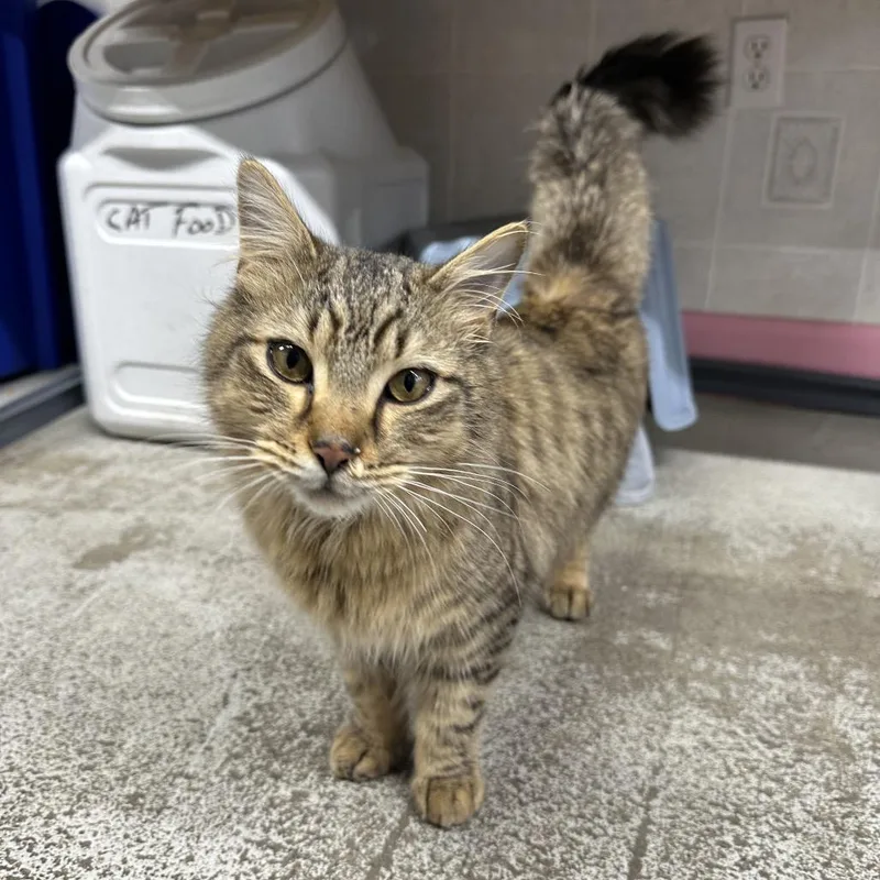 An adult small-sized male Brown / Chocolate Domestic Long Hair cat named Oliver Was Simon for adoption in Jefferson city, TN