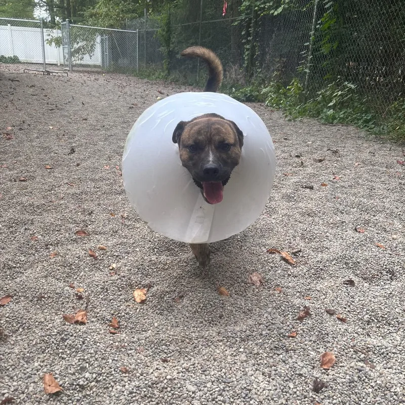 Titan