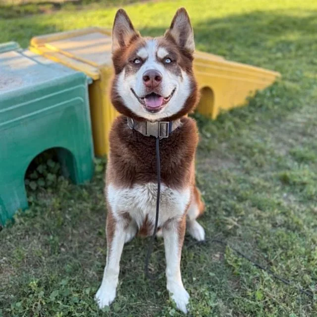 An adult large-sized male Siberian Husky dog named Pancho for adoption in Modesto, CA