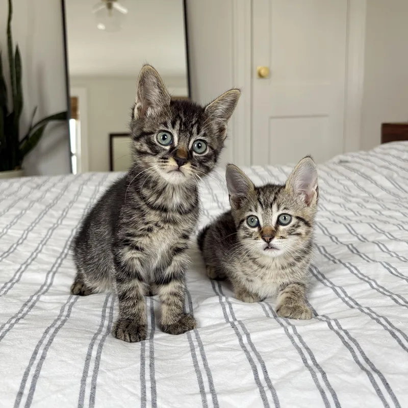 A baby medium-sized male Tabby (Brown / Chocolate) Domestic Short Hair cat named Dryer Sheet + Suds for adoption in BROOKLYN, NY