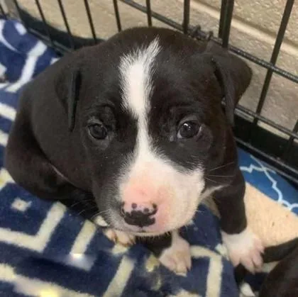 Jalen Hurts thumbnail 2