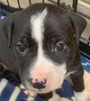 Jalen Hurts thumbnail 3