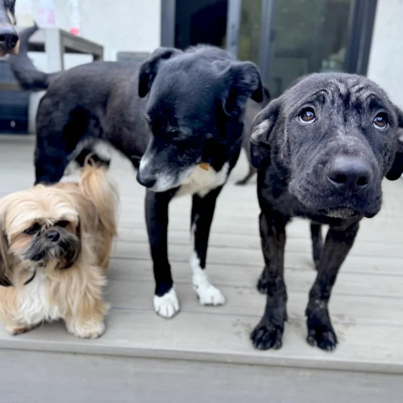 Magwitch thumbnail 2