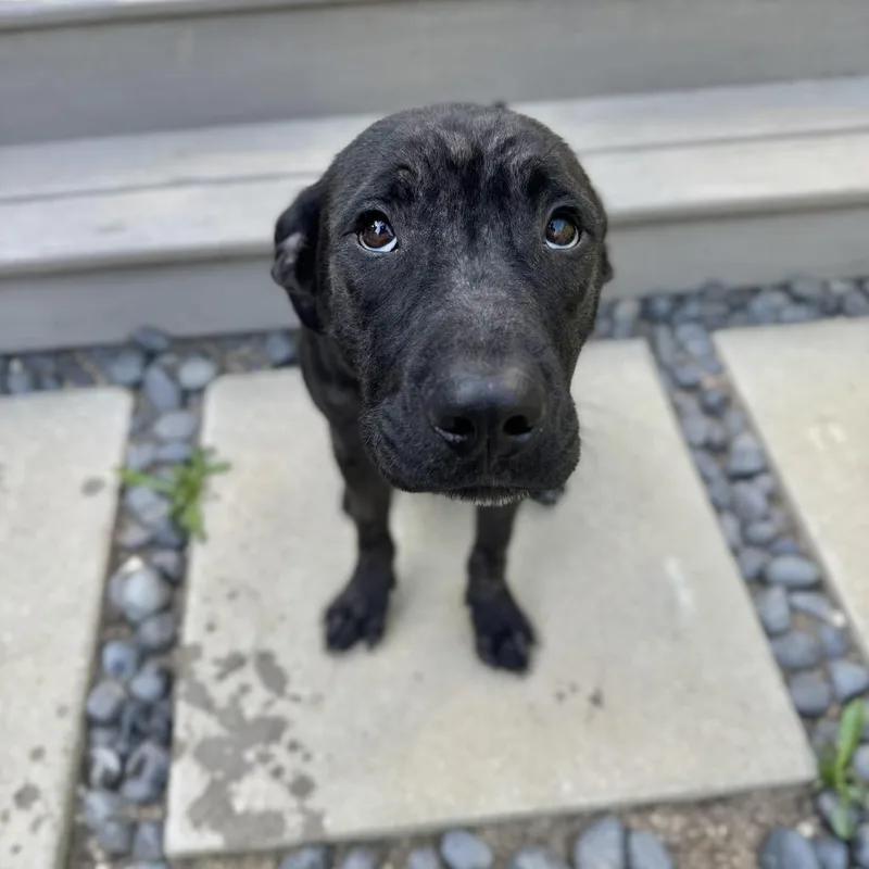 Magwitch thumbnail 3