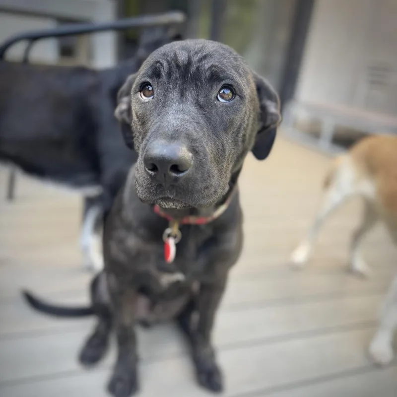 Magwitch thumbnail 4