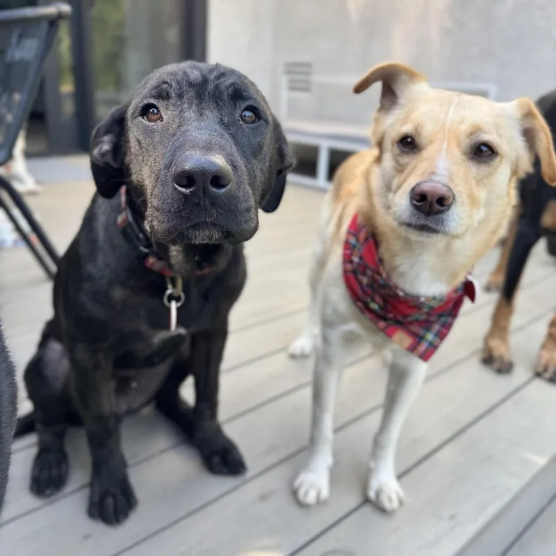 Magwitch thumbnail 5