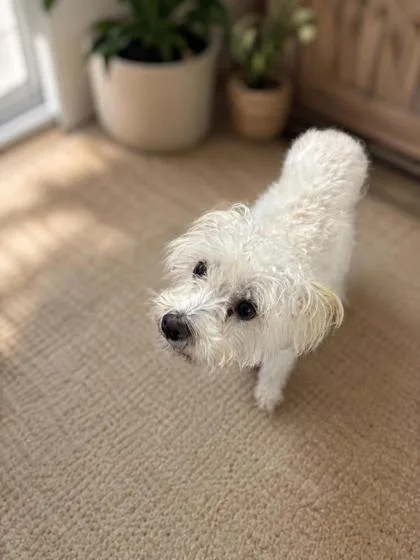 An adult small-sized female Maltese dog named Gibby for adoption in New Orleans, LA