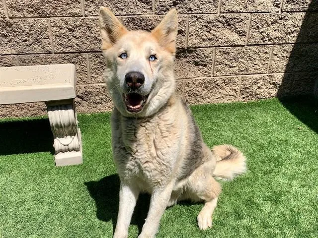 An adult medium-sized male Black Siberian Husky dog named Urgent Save Me Please for adoption in San Marcos, CA