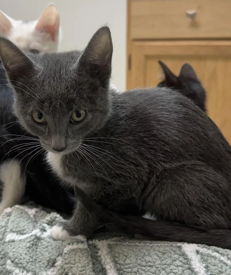 A baby small-sized male Gray & White Domestic Short Hair cat named C Litter Ginger for adoption in Livonia, MI