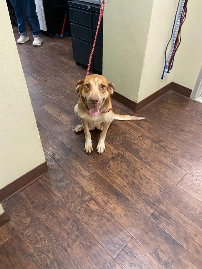 An adult large-sized female Shepherd dog named Dog Kennel Vaca for adoption in Greenville, TX