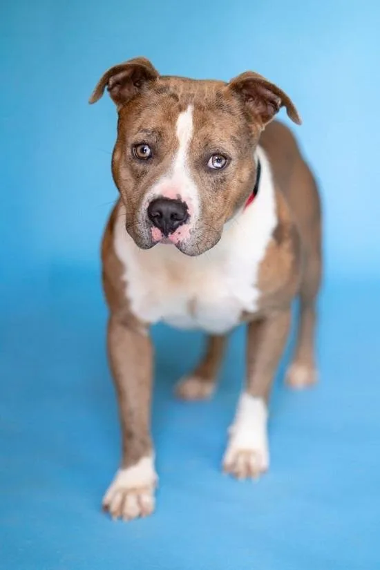 An adult medium-sized male Terrier dog named Pancho for adoption in Pegram, TN