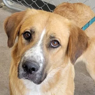 An adult medium-sized female Brown / Chocolate Mixed Breed dog named Gwendolyn for adoption in Las Cruces, NM