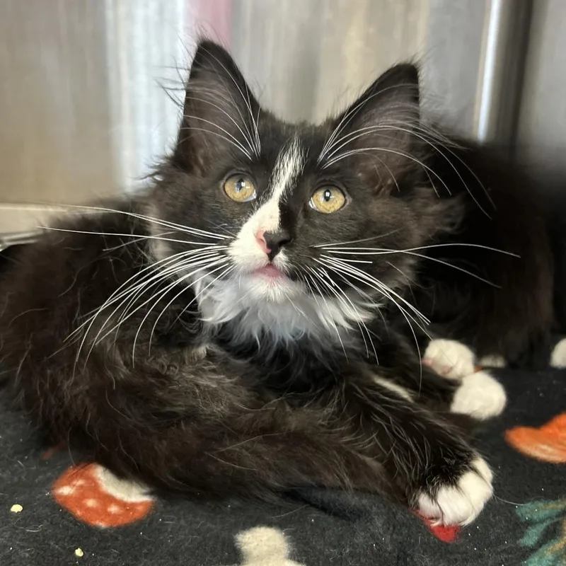 A baby small-sized male Black Domestic Medium Hair cat named Leftie for adoption in Davenport, IA