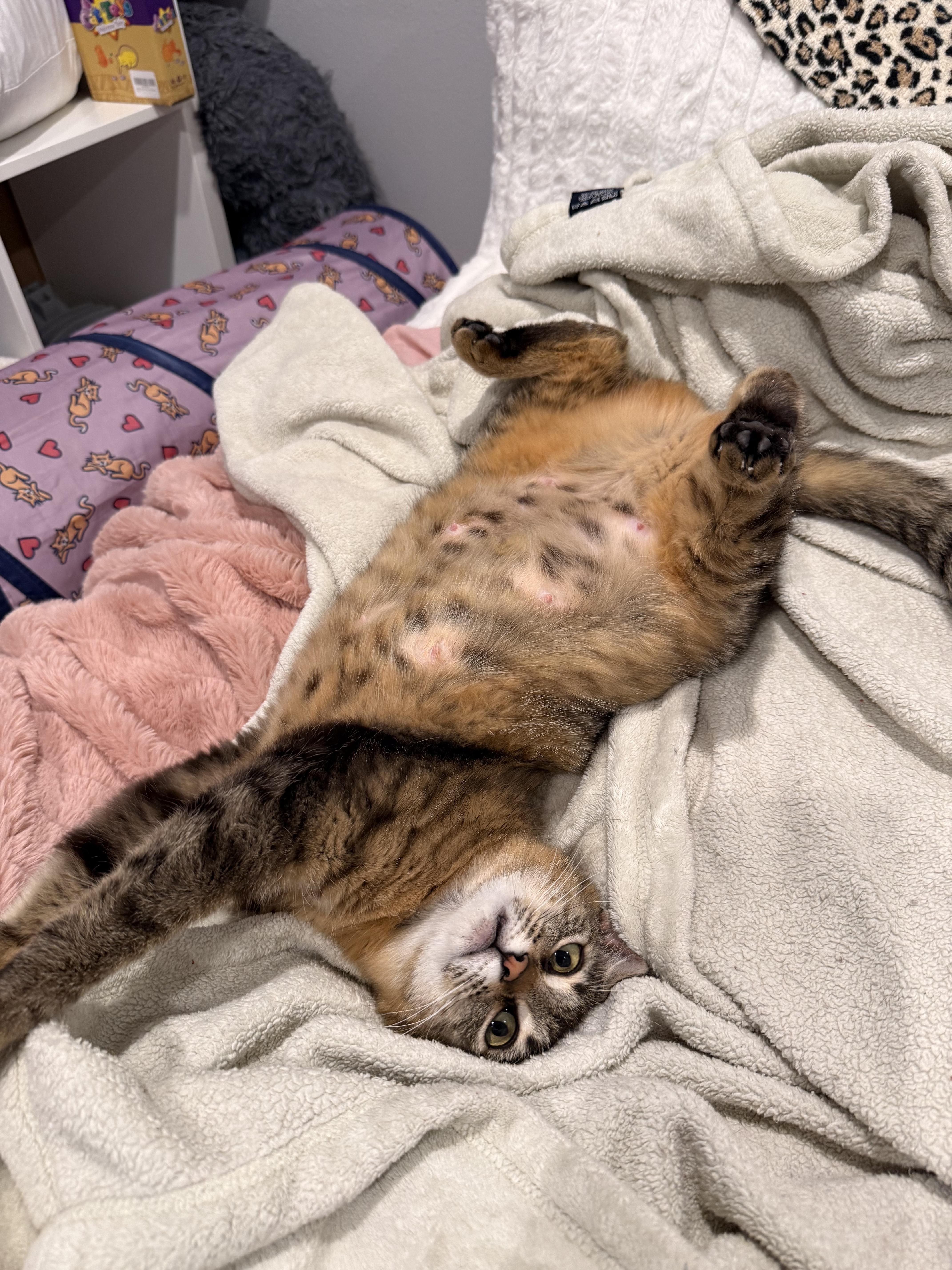 A young medium-sized female Torbie Domestic Short Hair cat named Lacy Snugglebeans for adoption in Kirkland, WA