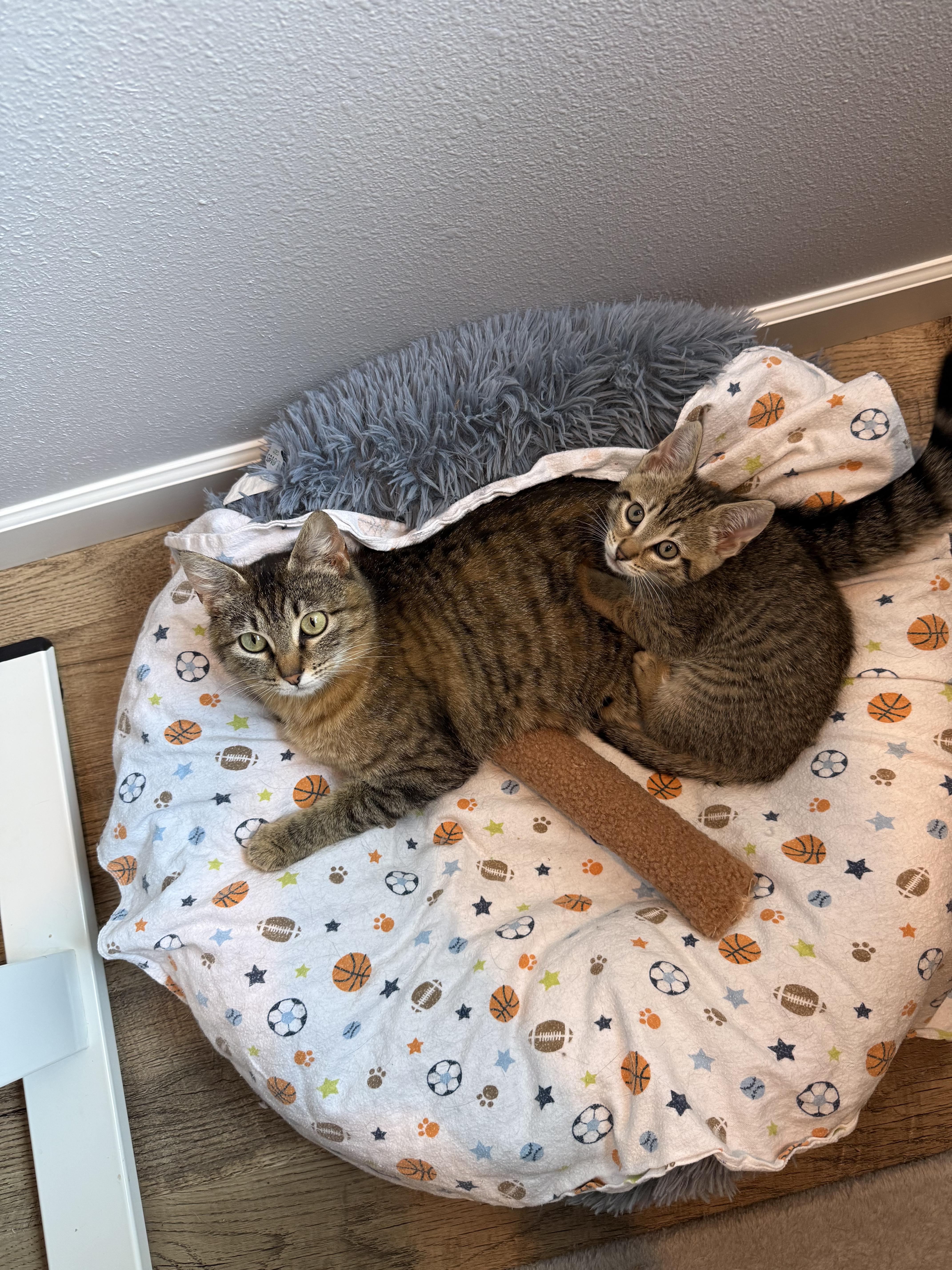 Lacy Snugglebeans thumbnail 3