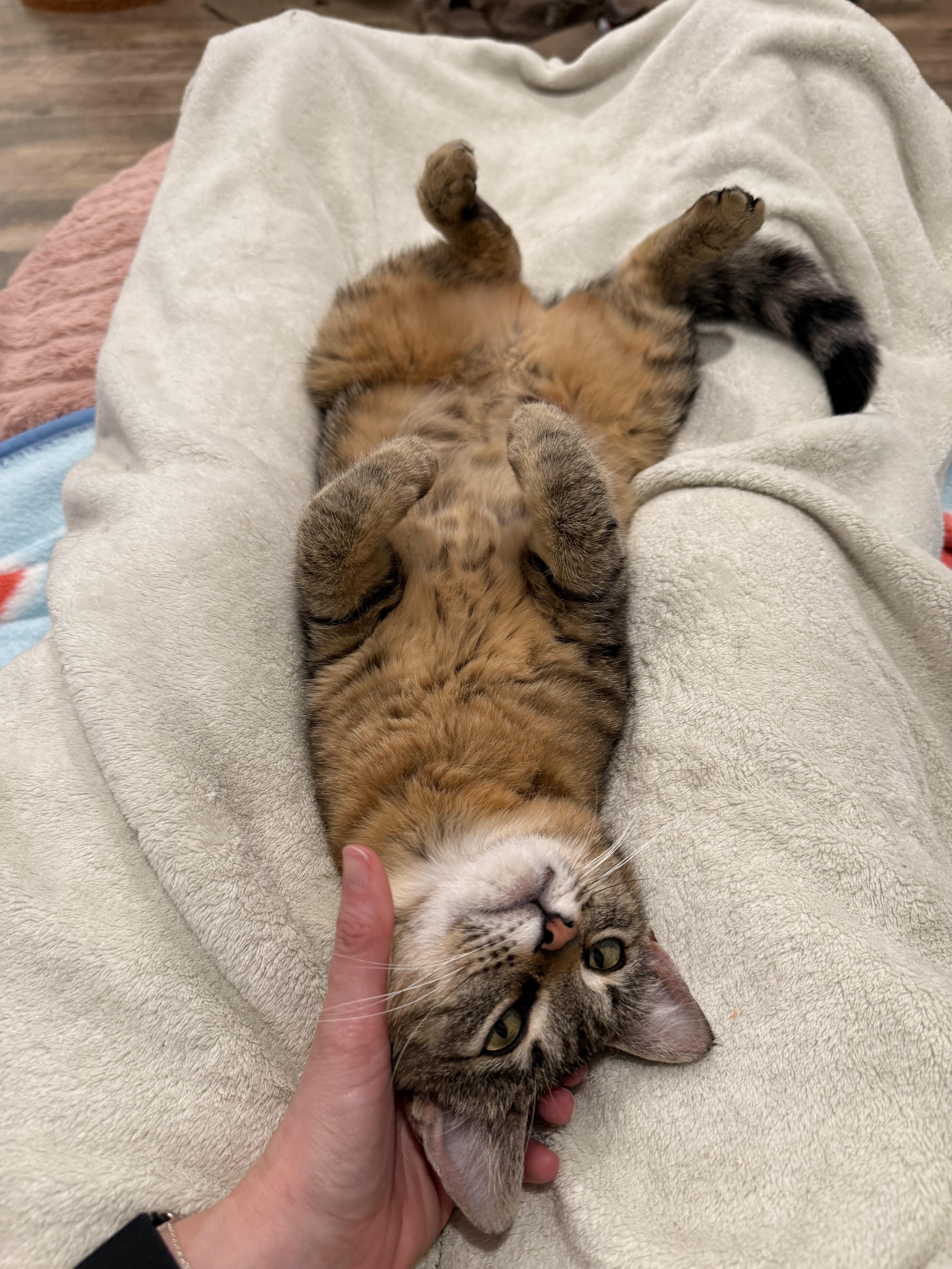 Lacy Snugglebeans thumbnail 4