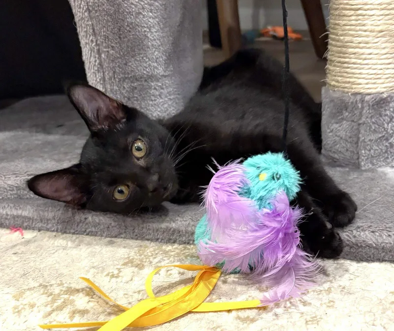 A baby medium-sized female Black Domestic Short Hair cat named Swan for adoption in Leesburg, VA