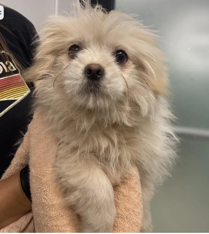 A baby small-sized female Pomeranian dog named Skye for adoption in Copiague, NY