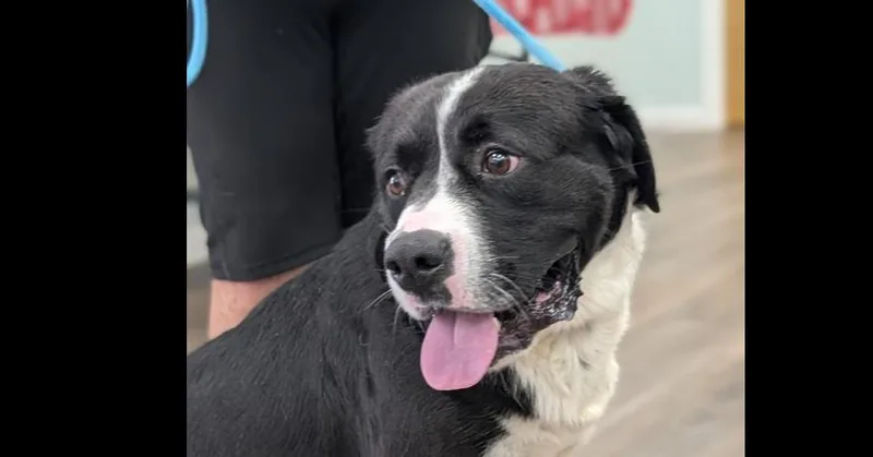 A young large-sized male Tricolor (Brown, Black, & White) Labrador Retriever dog named Tucker for adoption in Hartwell, GA