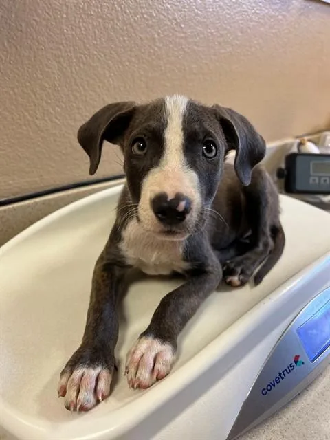 A baby small-sized female Pit Bull Terrier dog named Melly for adoption in Blythe, CA