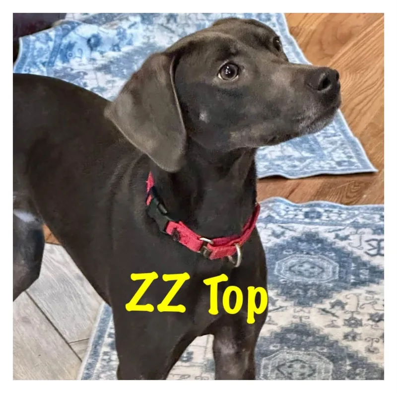 A young medium-sized male Gray / Blue / Silver Weimaraner dog named ZZ Top for adoption in Orland Park, IL