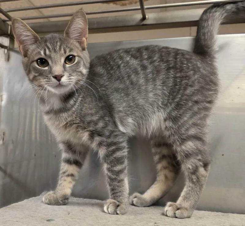A baby small-sized male Domestic Short Hair cat named Buzz for adoption in Sprakers, NY