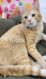 An adult medium-sized male Orange & White Domestic Short Hair cat named Kiosk for adoption in Moline, IL