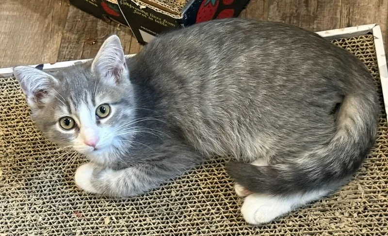 A baby small-sized male Gray & White Domestic Short Hair cat named Tucker for adoption in Chattanooga, TN