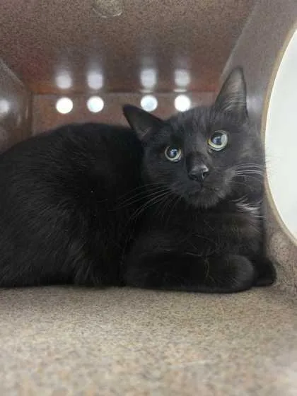 An adult large-sized female Domestic Short Hair cat named Citadel for adoption in Sevierville, TN