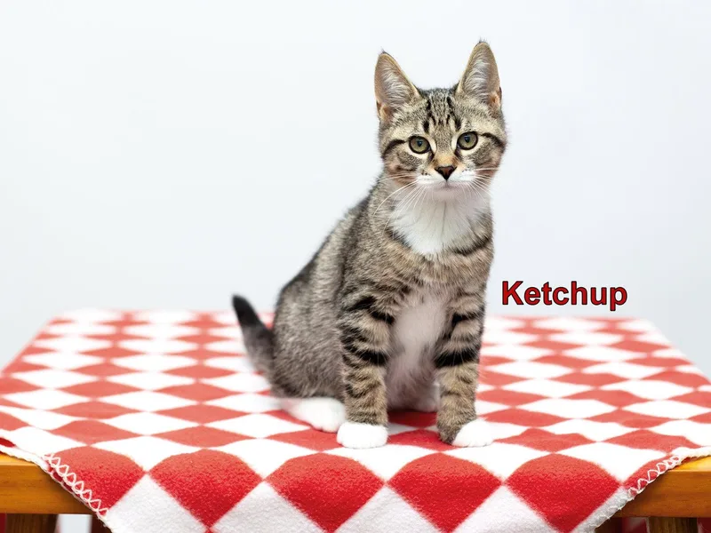 A baby medium-sized male Domestic Short Hair cat named Ketchup for adoption in Rochester, NY