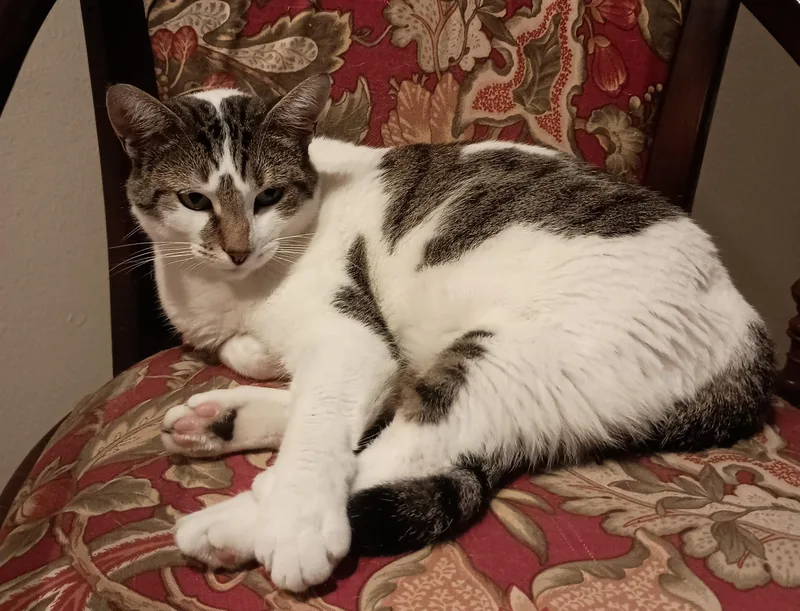 A young medium-sized female Domestic Short Hair cat named Peridot for adoption in Pleasant Valley, NY